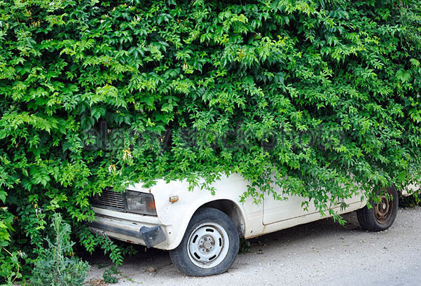 car-swallowed-up-by-a-hedge-bcfttg